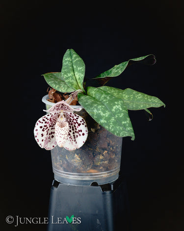 Paphiopedilum bellatulum
