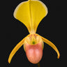 Paphiopedilum helenae
