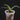 Paphiopedilum helenae