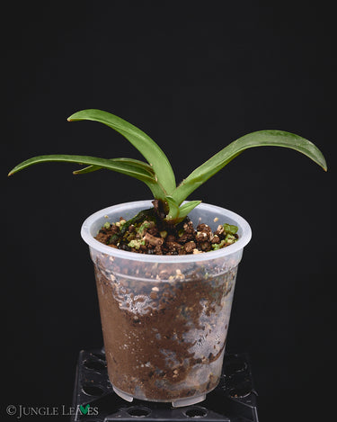 Paphiopedilum helenae