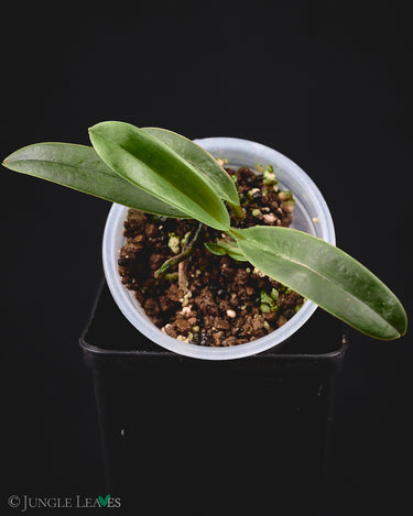 Paphiopedilum helenae