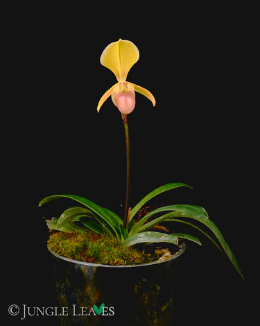 Paphiopedilum helenae