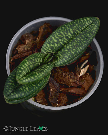 Paphiopedilum micranthum var. eburneum
