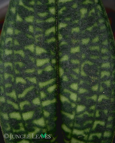 Paphiopedilum micranthum var. eburneum