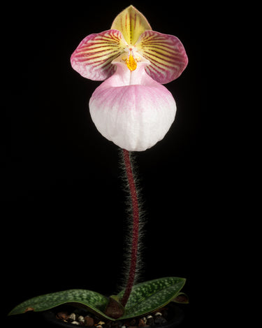 Paphiopedilum micranthum var. eburneum