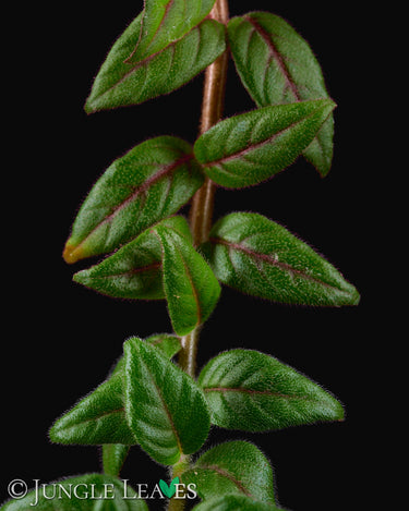 Paradrymonia campostyla