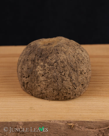 Paranuss Schale (halbiert)