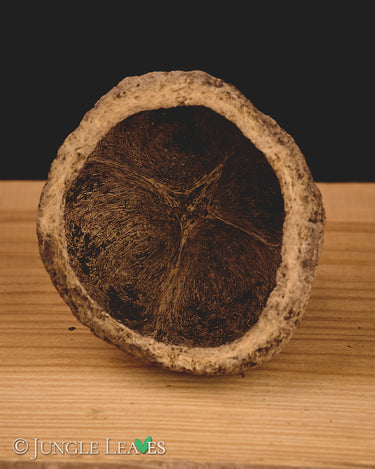 Paranuss Schale (halbiert)