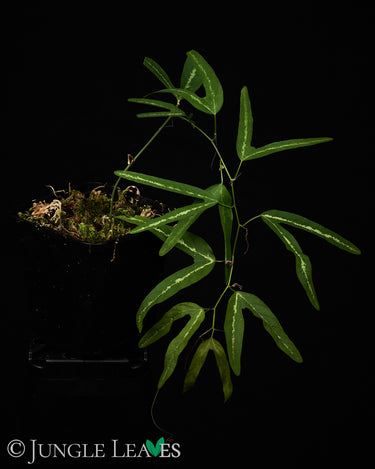 Passiflora ornithoura