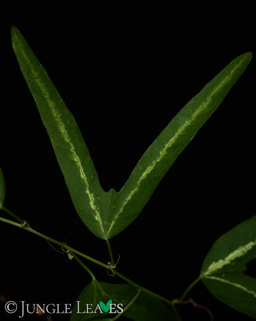 Passiflora ornithoura