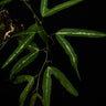 Passiflora ornithoura