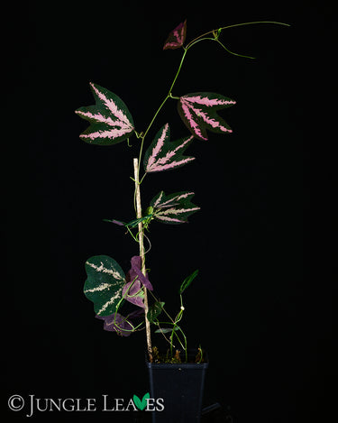 Passiflora trifasciata