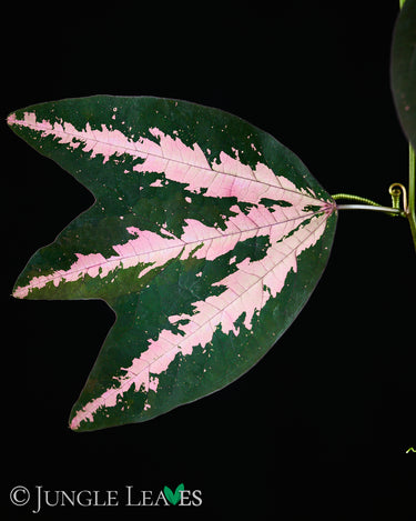 Passiflora trifasciata