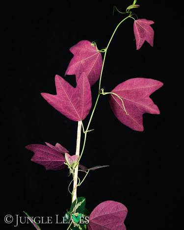 Passiflora trifasciata