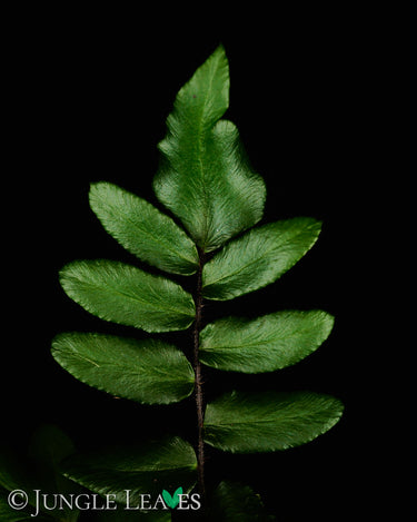 Pellaea falcata