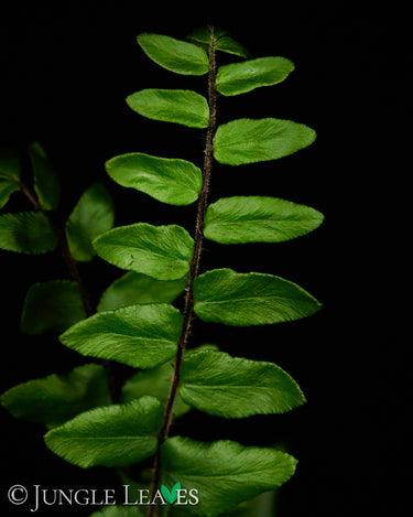 Pellaea falcata