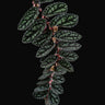 Pellionia pulchra