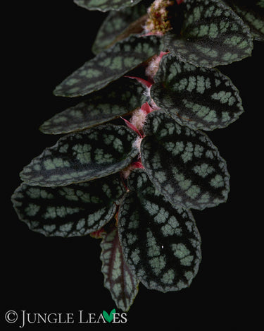 Pellionia pulchra