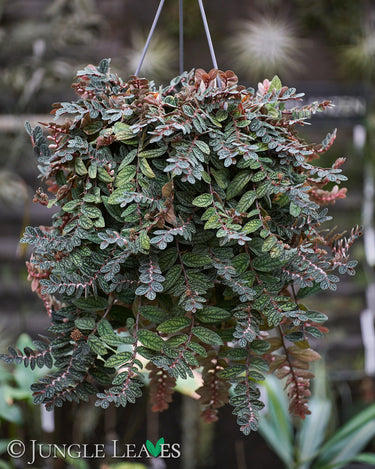 Pellionia pulchra