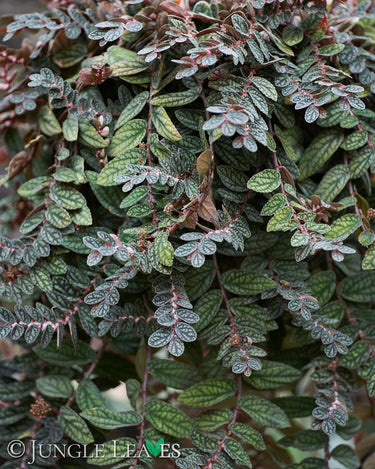 Pellionia pulchra