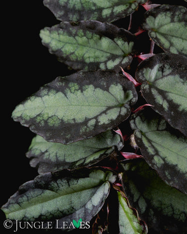 Pellionia repens