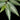 Pellionia repens
