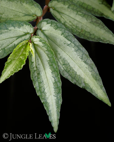Pellionia repens