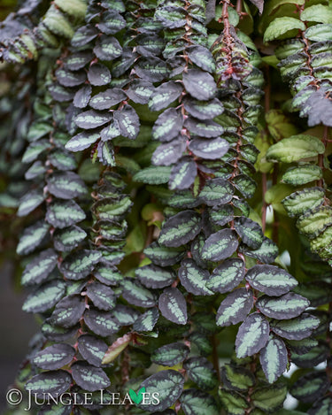 Pellionia repens