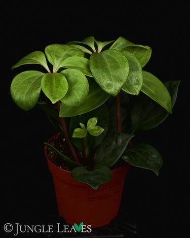 Peperomia pereskiifolia