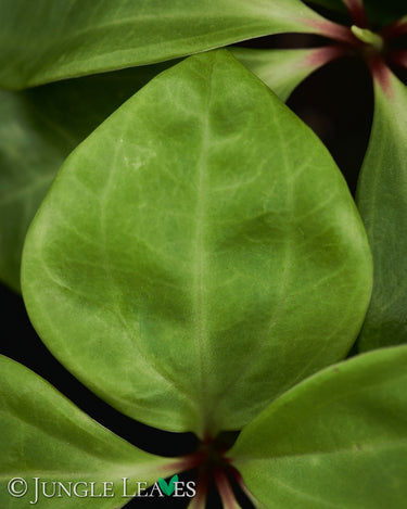 Peperomia pereskiifolia