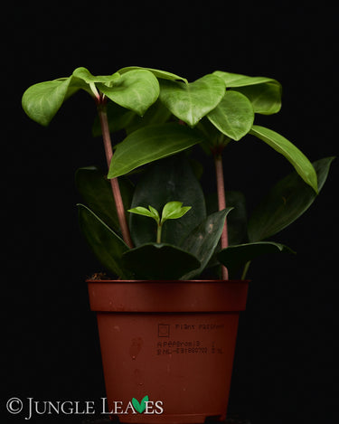 Peperomia pereskiifolia