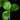 Peperomia rotundifolia