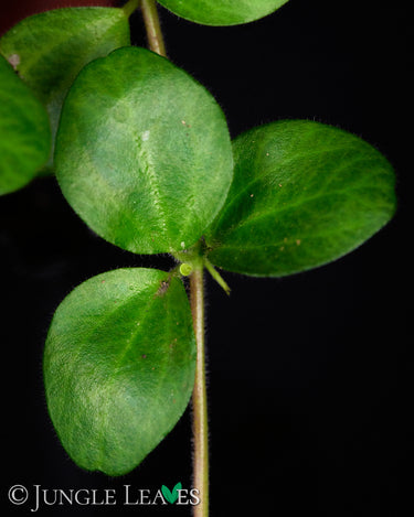 Peperomia rotundifolia