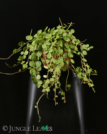 Peperomia rotundifolia (Syn. Peperomia prostrata)