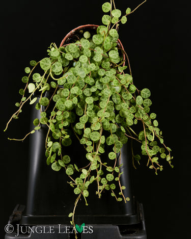 Peperomia rotundifolia (Syn. Peperomia prostrata)