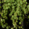 Peperomia rotundifolia (Syn. Peperomia prostrata)