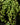 Peperomia rotundifolia (Syn. Peperomia prostrata)
