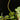 Peperomia rotundifolia (Syn. Peperomia prostrata)