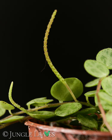 Peperomia rotundifolia (Syn. Peperomia prostrata)