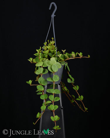 Peperomia tetraphylla 'Hope'