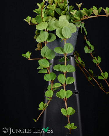 Peperomia tetraphylla 'Hope'