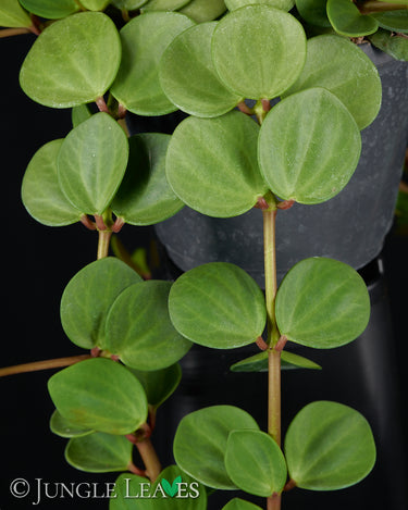 Peperomia tetraphylla 'Hope'