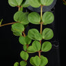 Peperomia tetraphylla 'Hope'