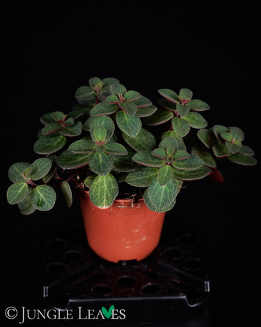Peperomia verticillata 'Red Log'