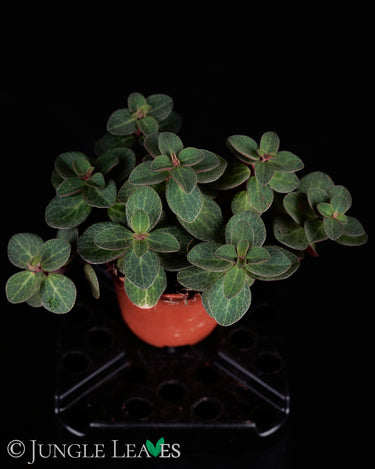 Peperomia verticillata 'Red Log'