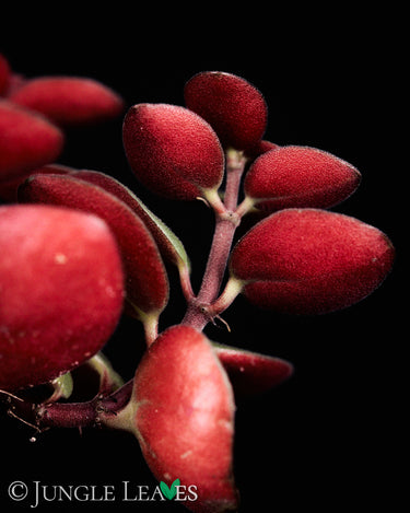 Peperomia verticillata 'Red Log'
