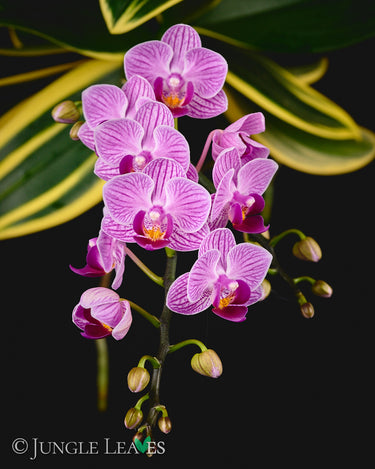 Phalaenopsis SOGO Vivien high variegata