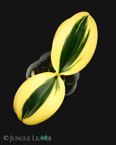 Phalaenopsis SOGO Vivien high variegata