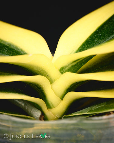 Phalaenopsis SOGO Vivien high variegata