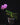 Phalaenopsis Sogo Vivien 'SOGO F858'